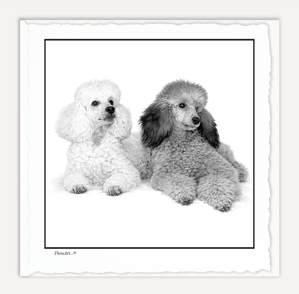 POODLES