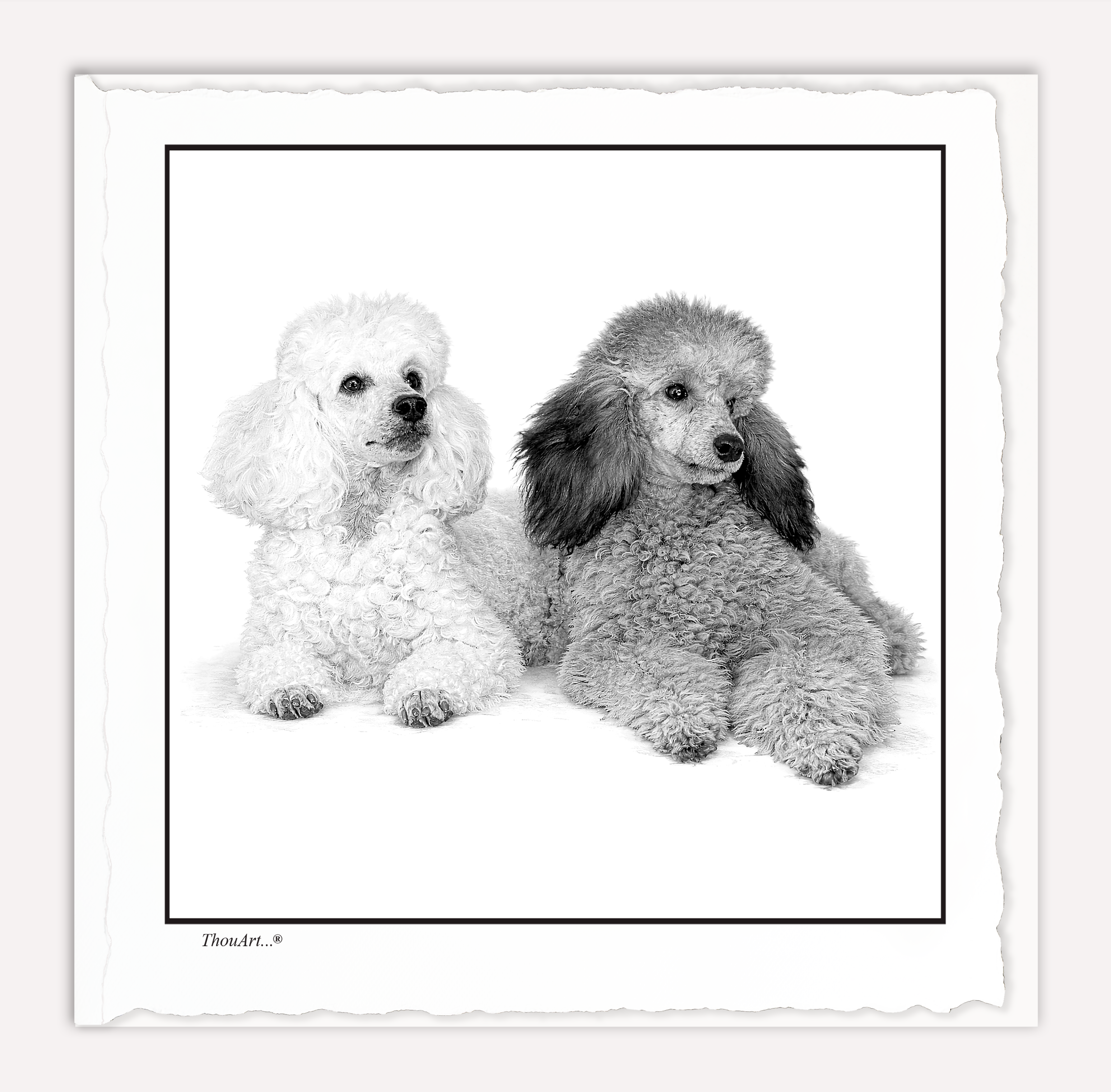 POODLES
