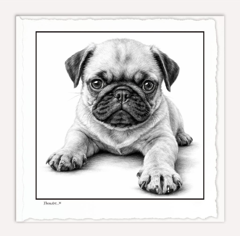 PUG Puppy