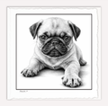 PUG Puppy