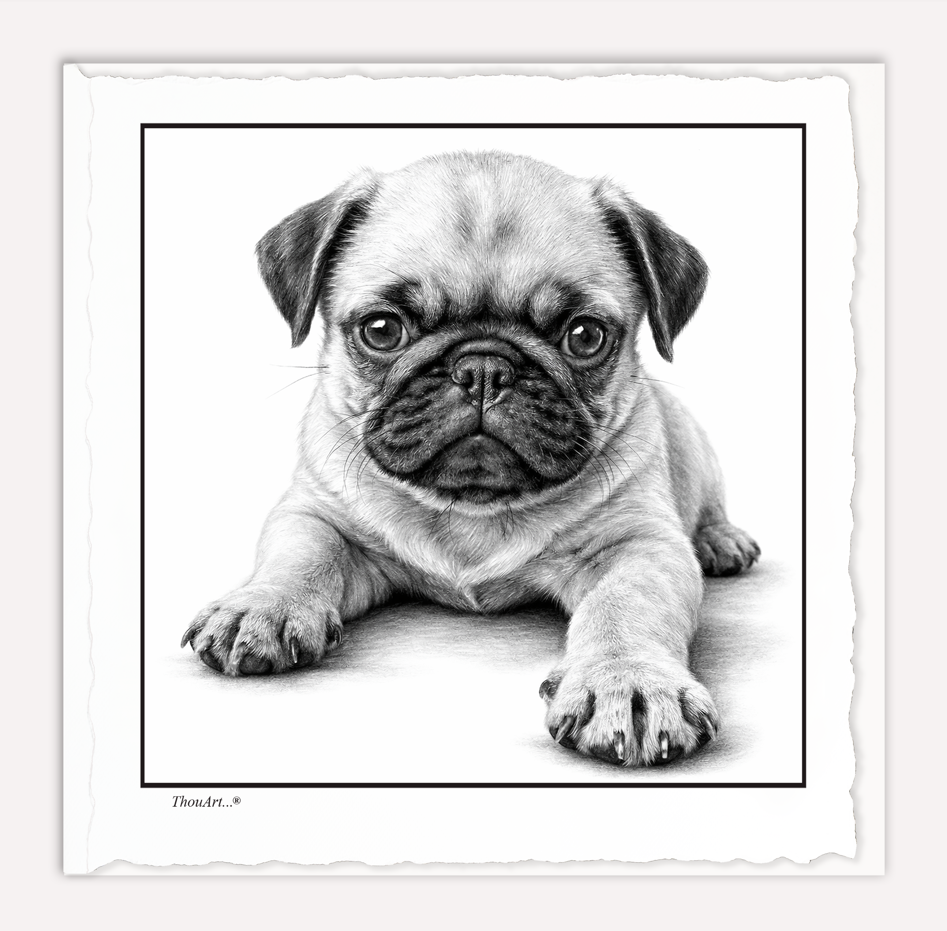 PUG Puppy