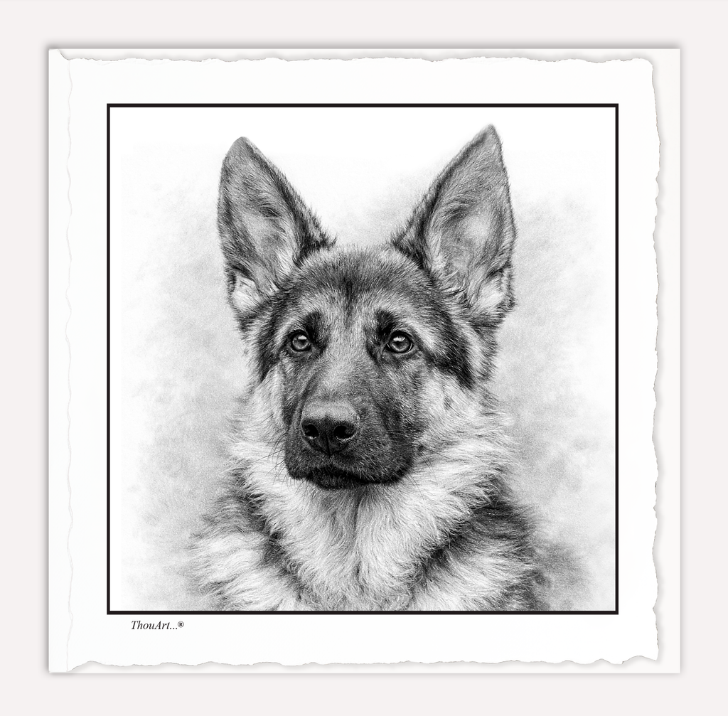 German Shepard