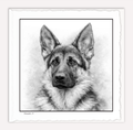 German Shepard