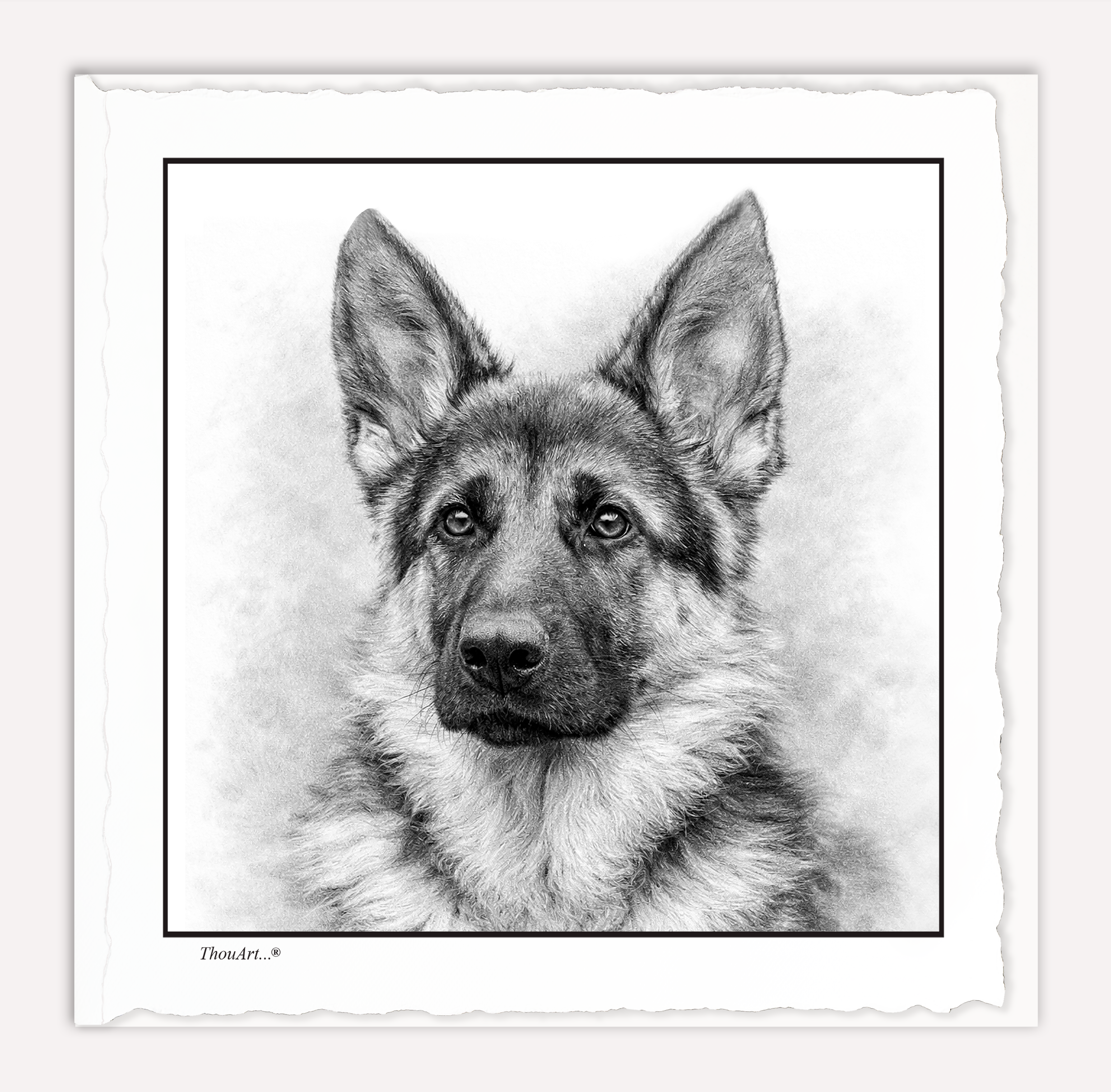 German Shepard