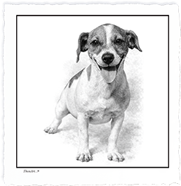 Jack Russell