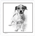 Jack Russell