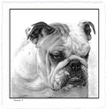 English Bulldog