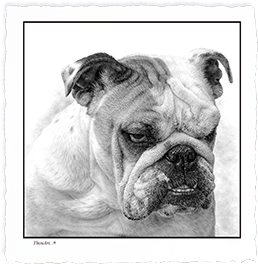 English Bulldog