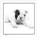 French Bulldog Puppy