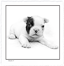 French Bulldog Puppy