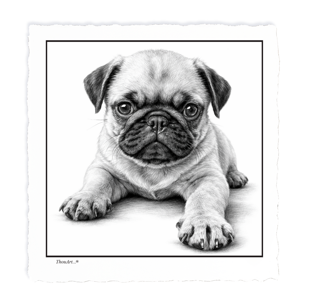 PUG Puppy