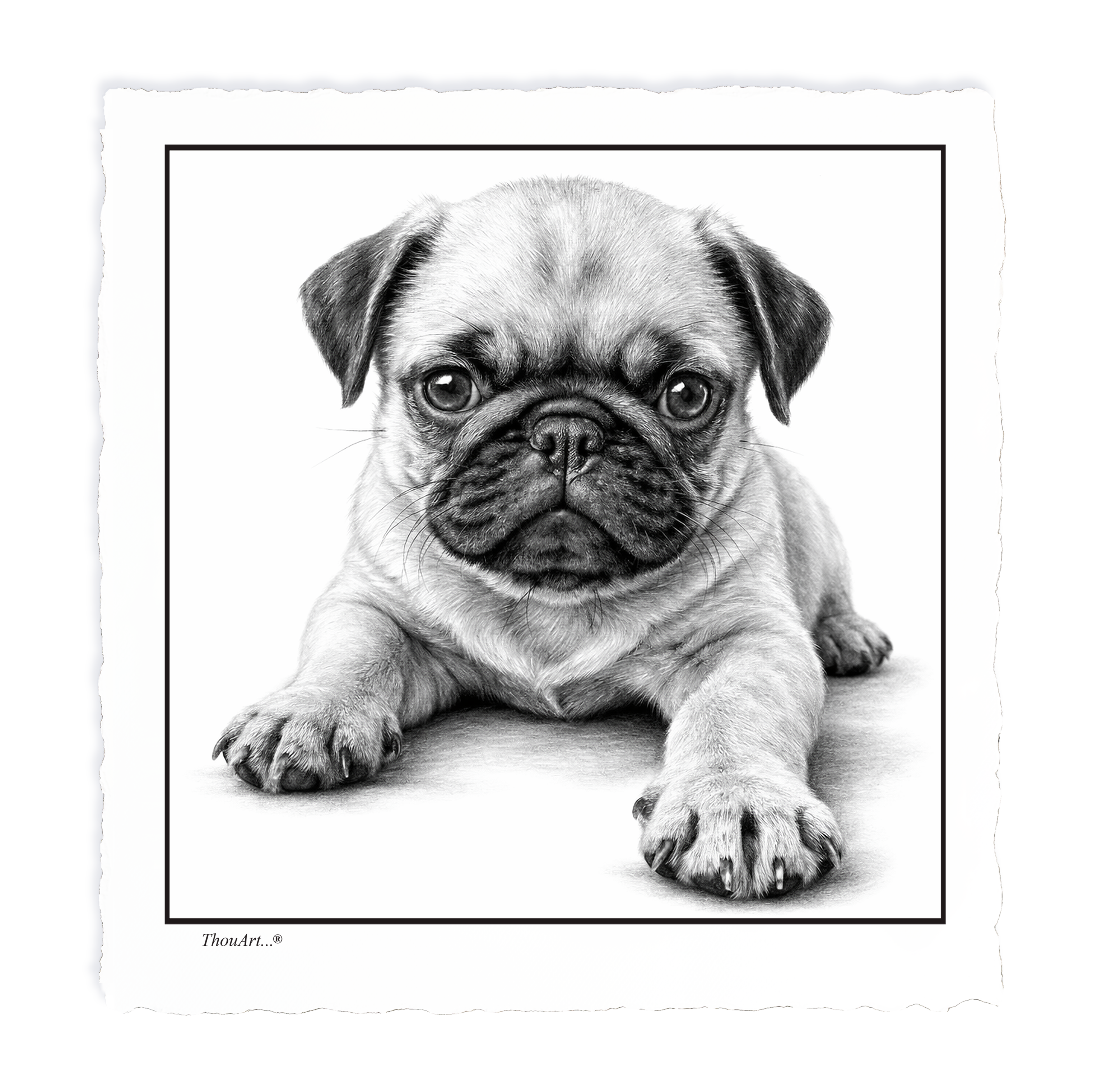PUG Puppy