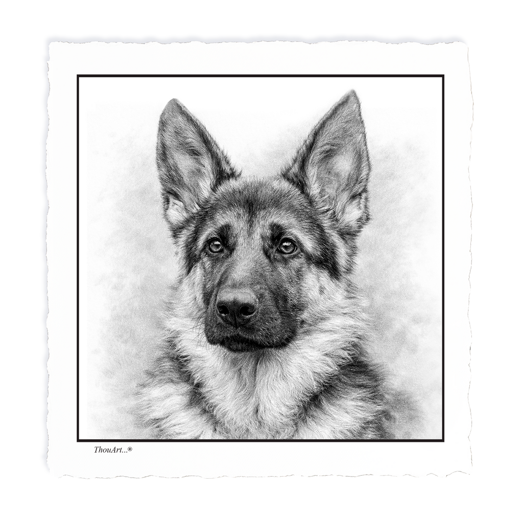 German Shepard