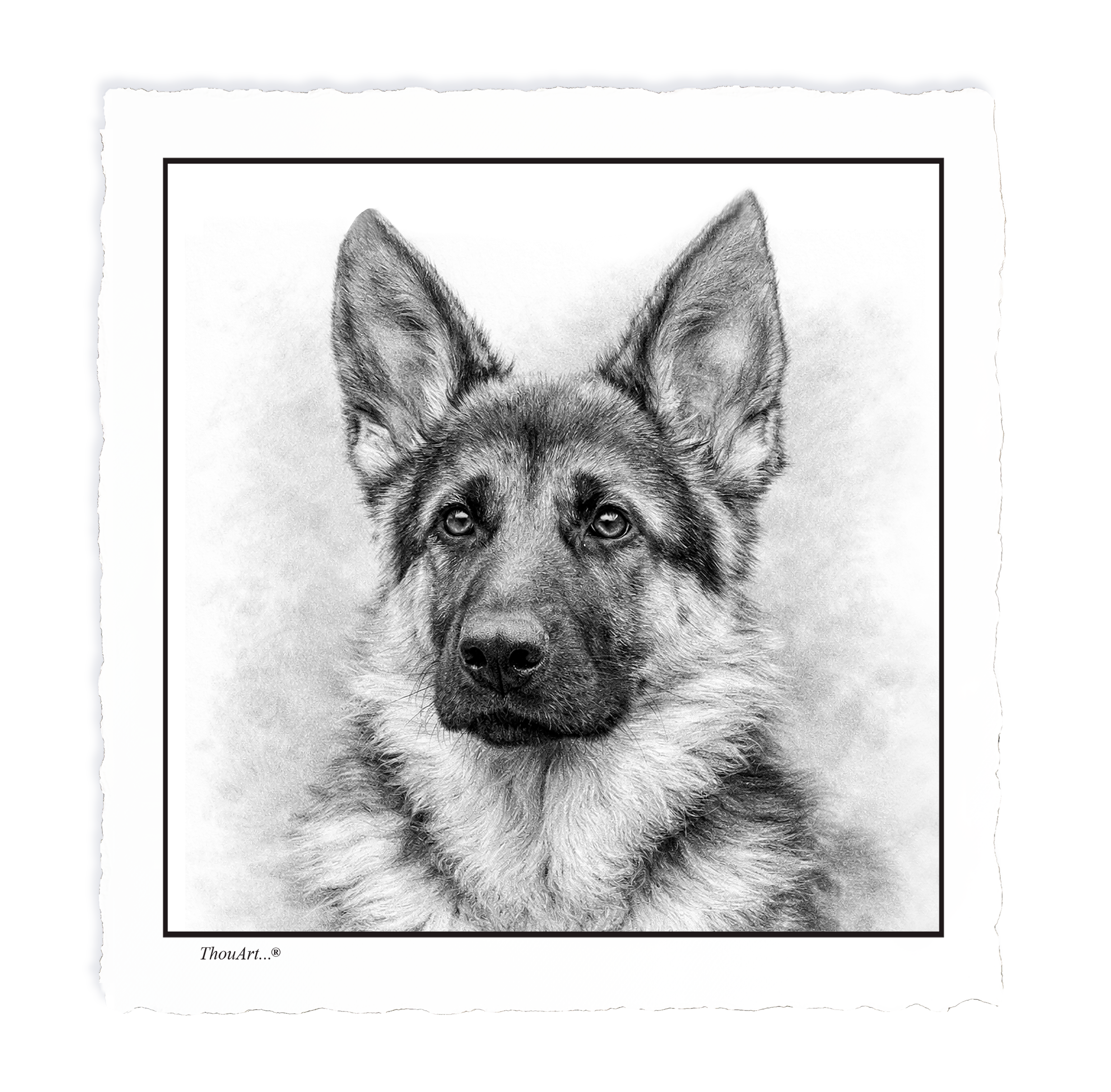 German Shepard