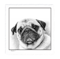Pug