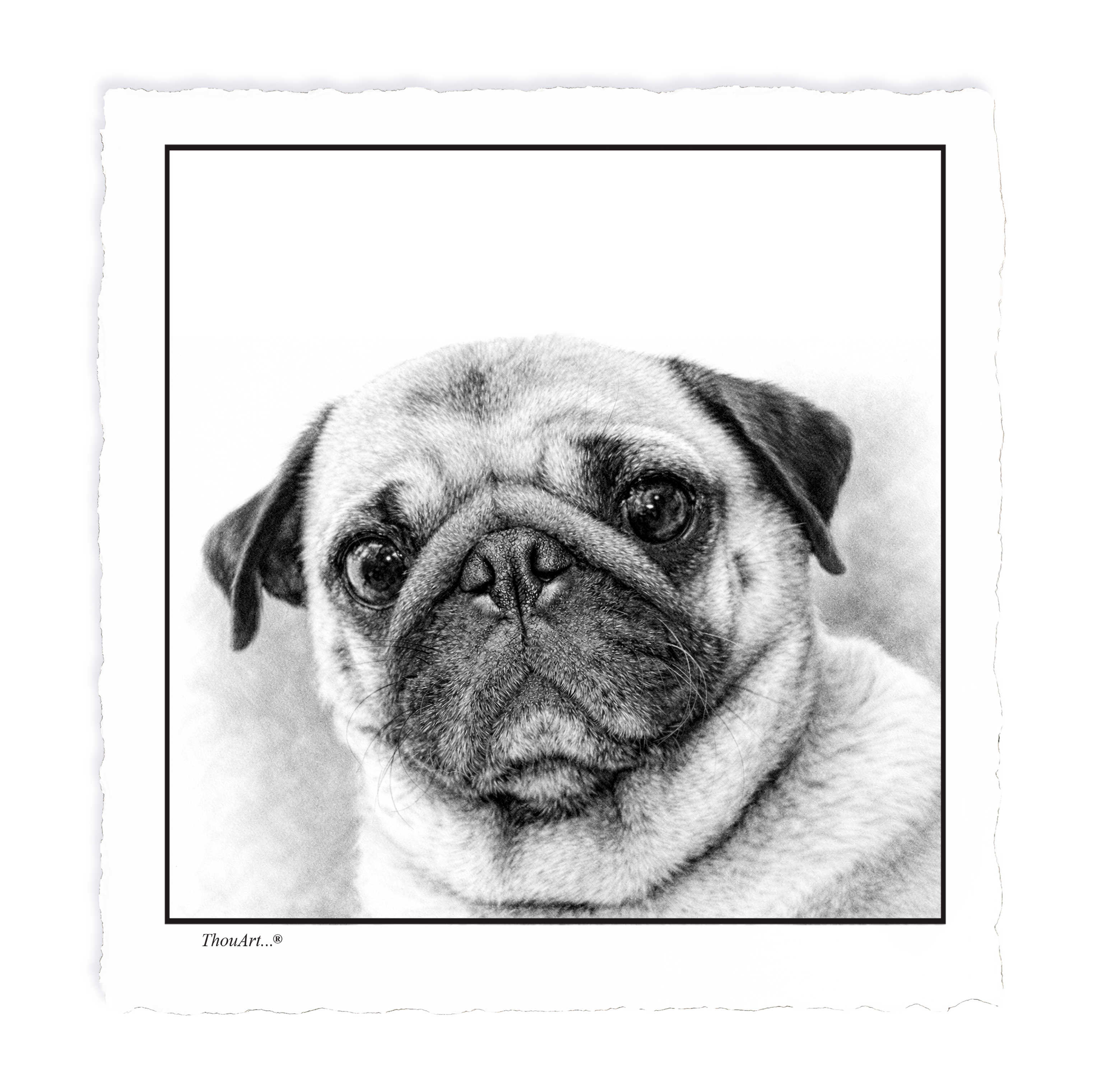 Pug