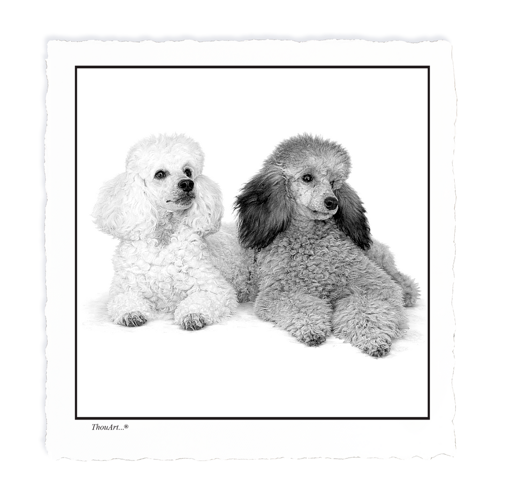 POODLES