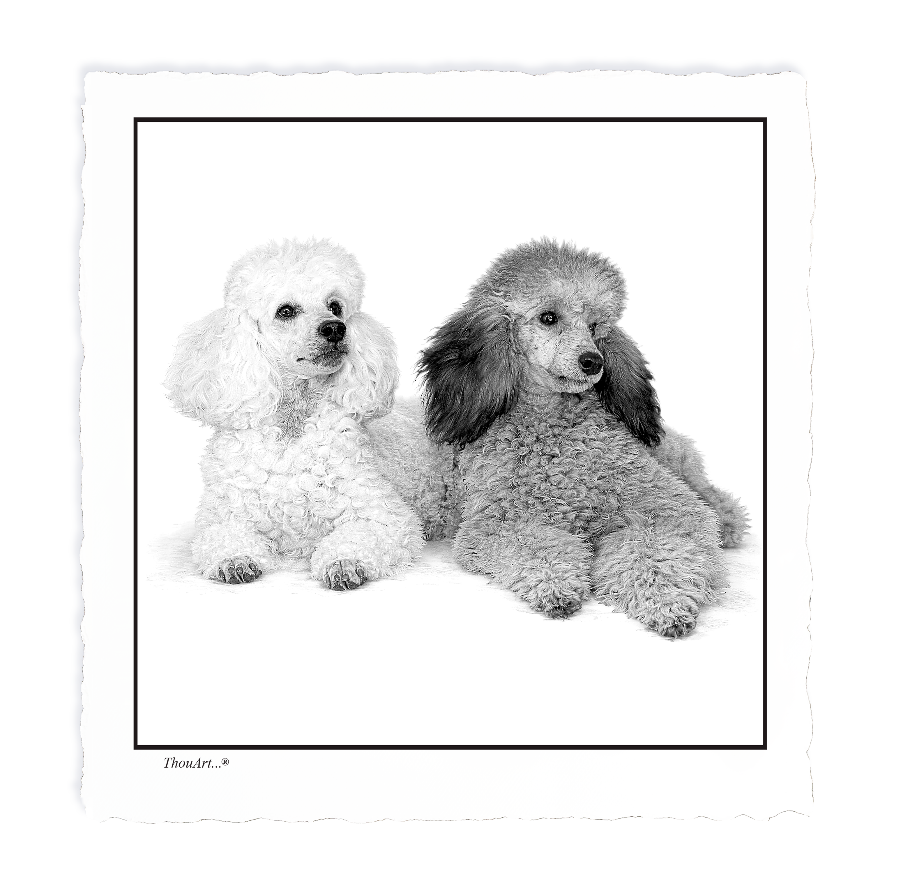 POODLES