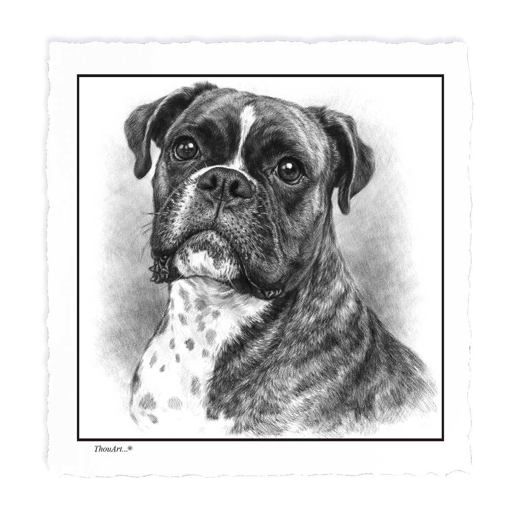Boxer