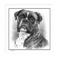 Boxer