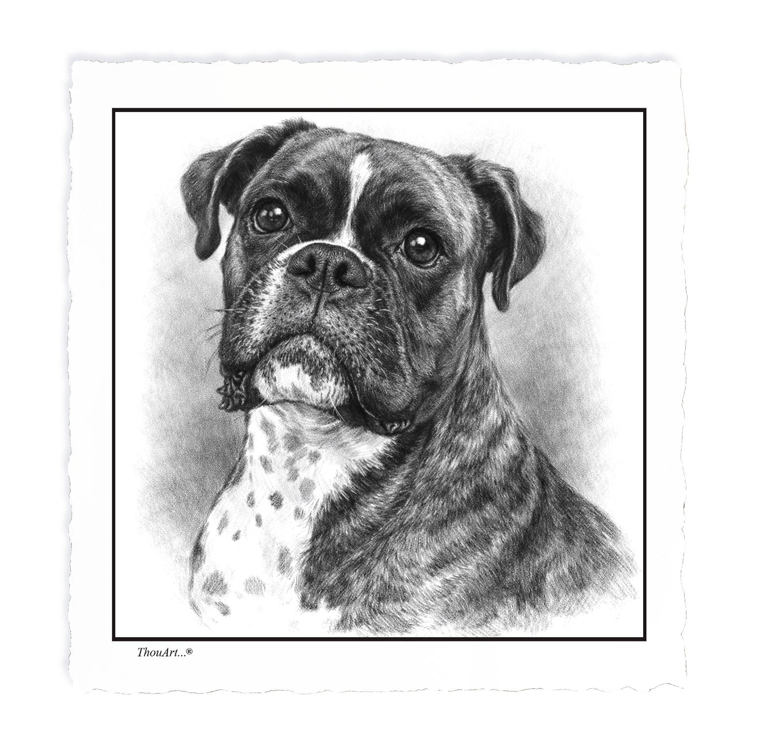 Boxer