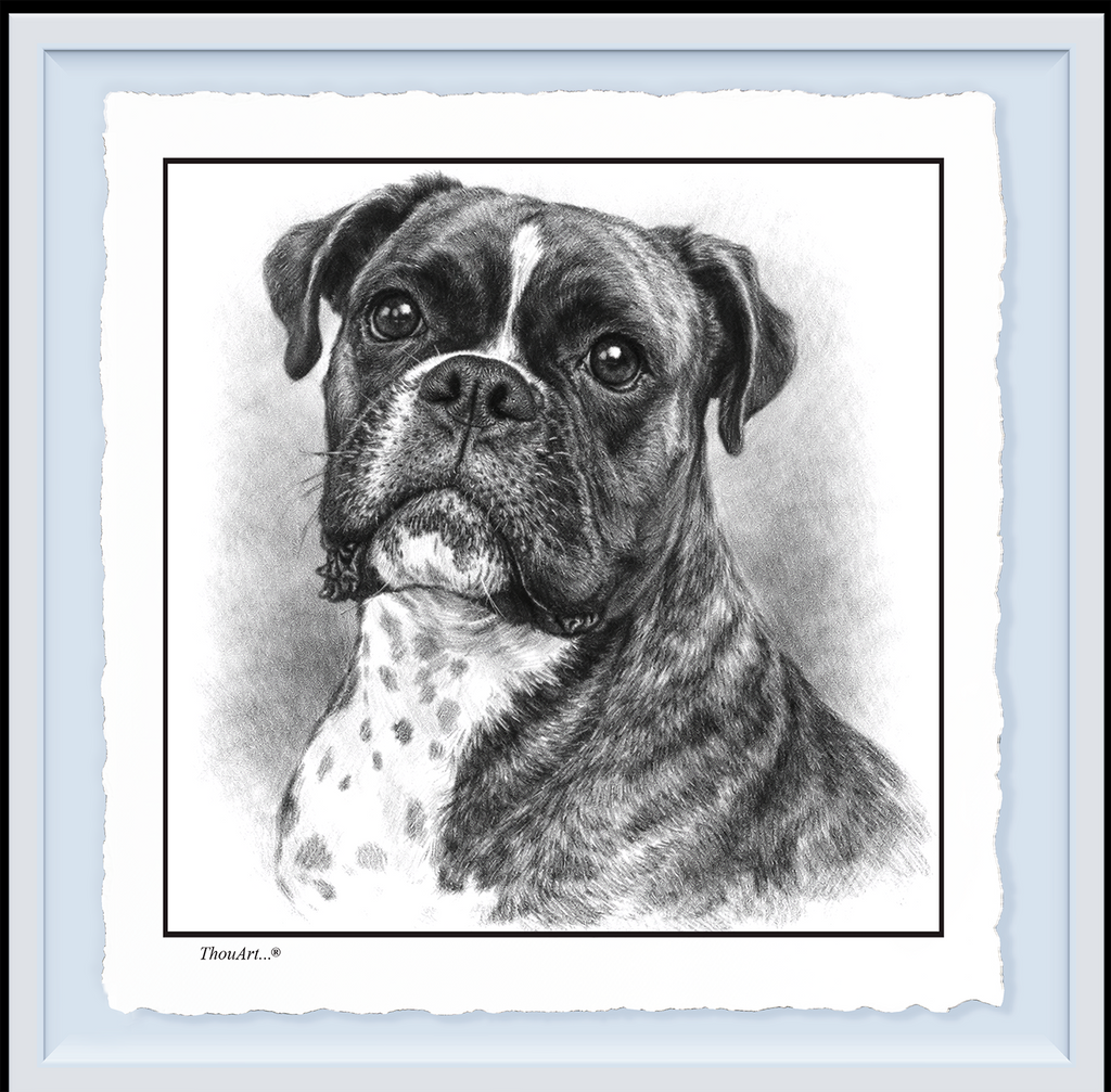 Boxer