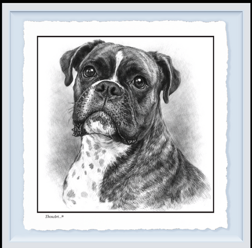 Boxer