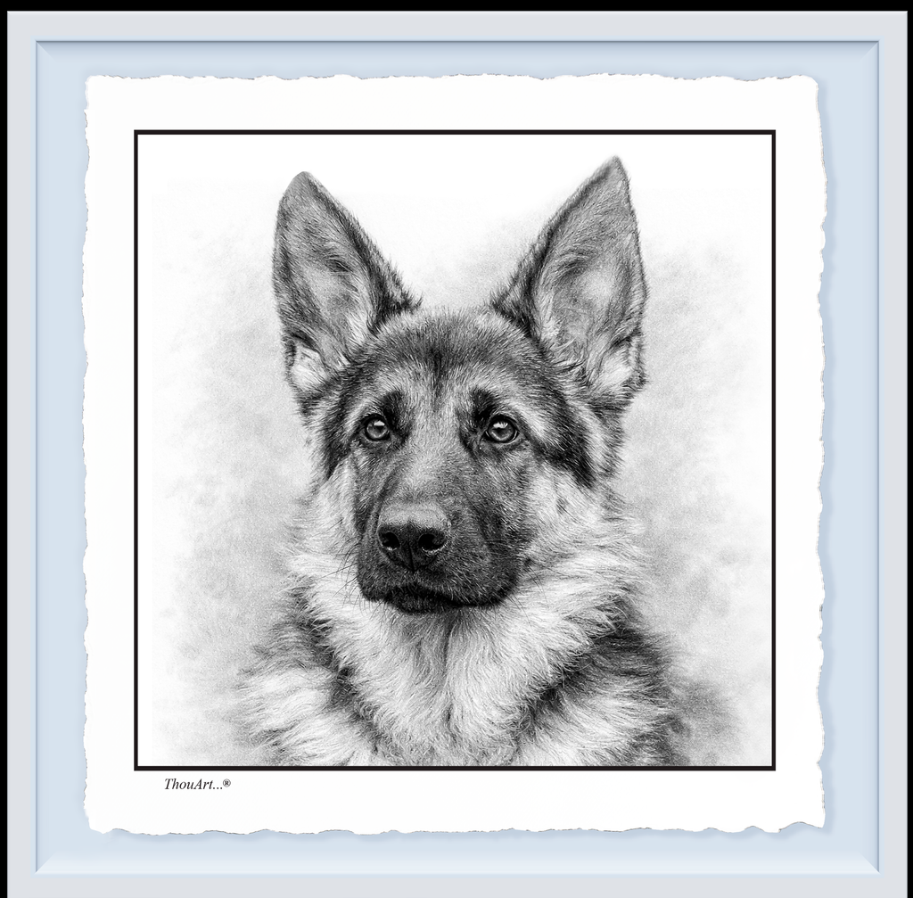 German Shepard