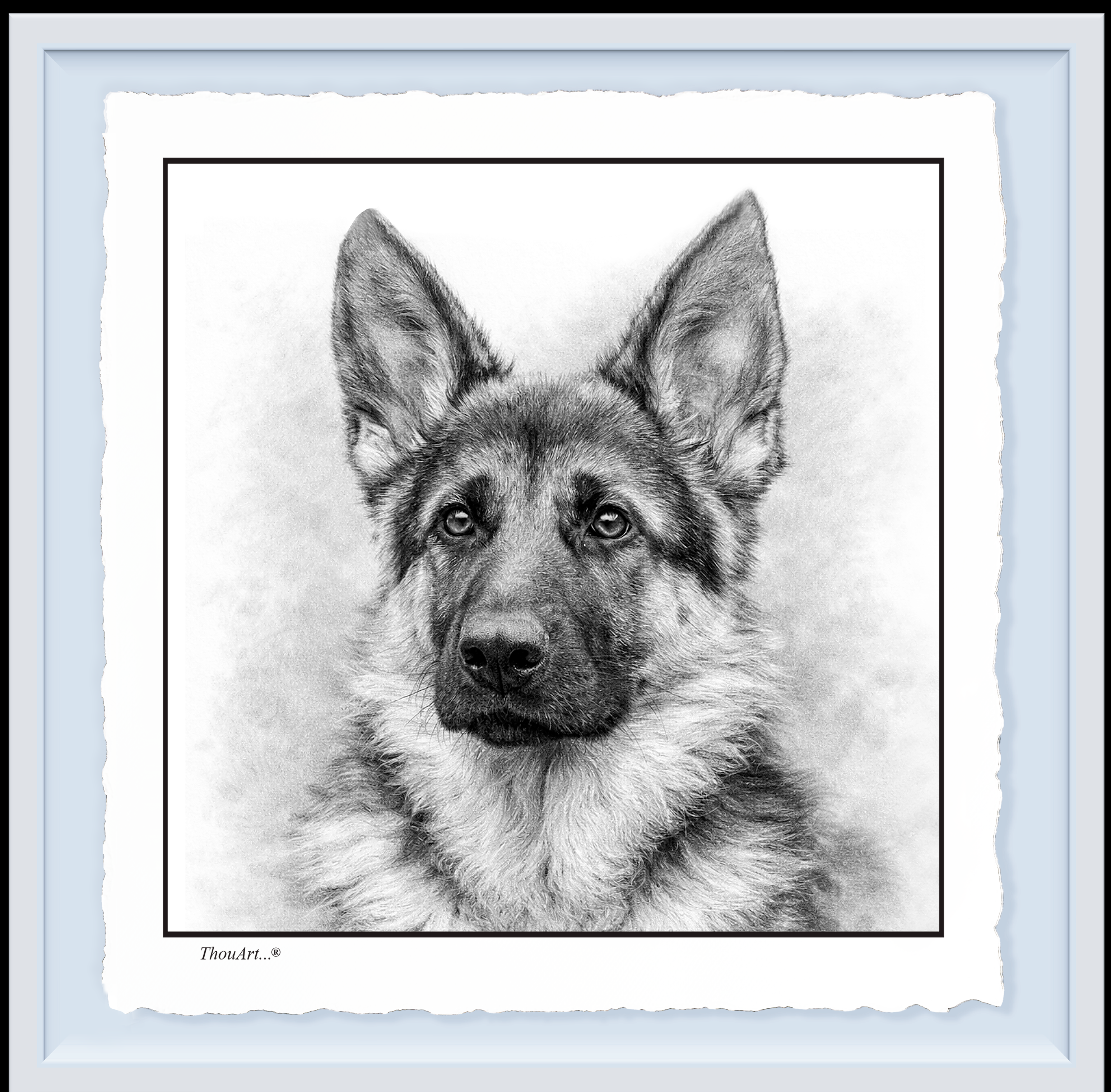 German Shepard