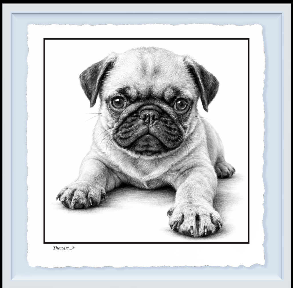 PUG Puppy