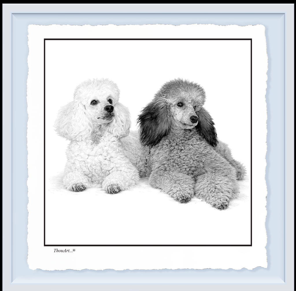 POODLES