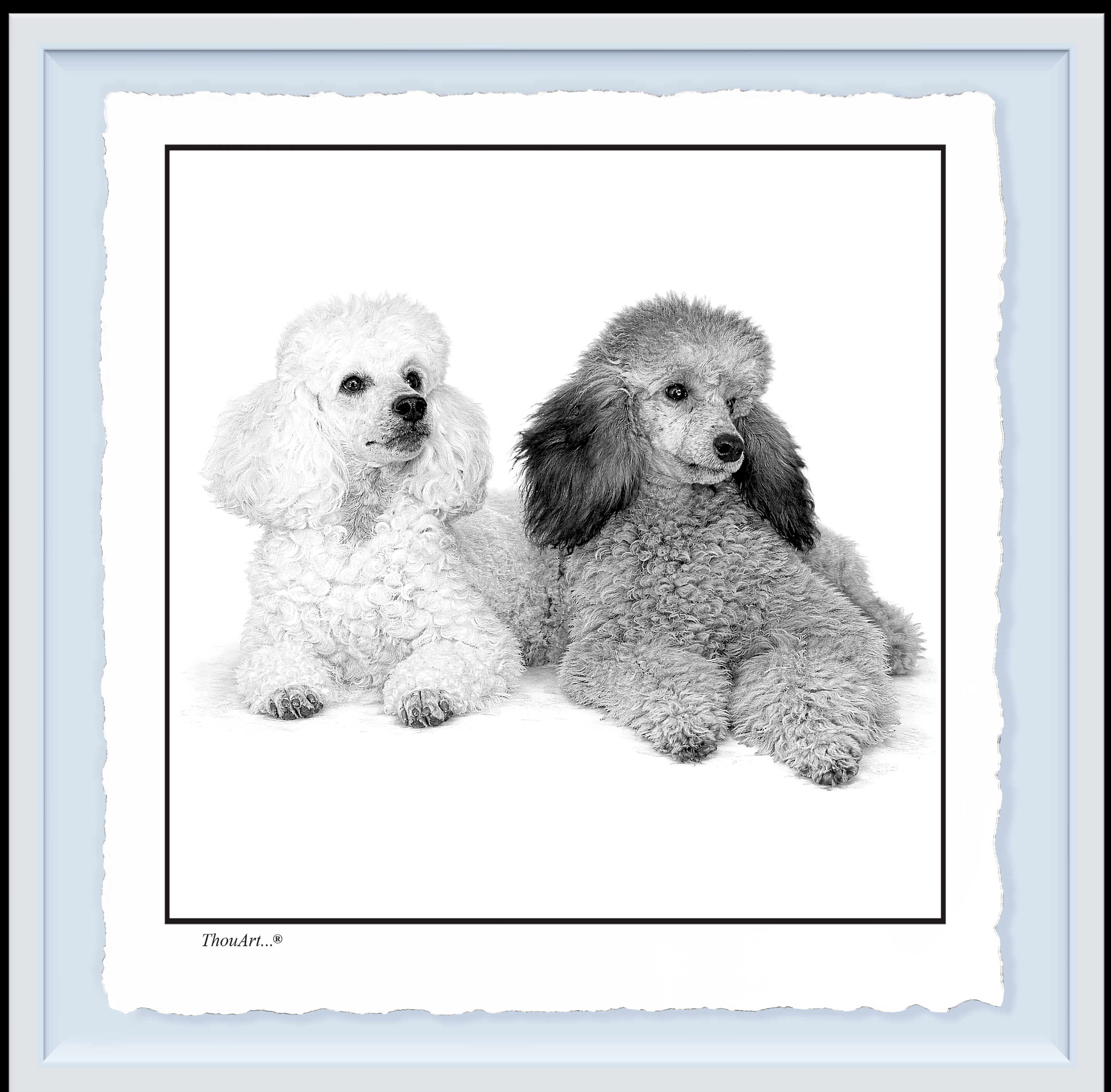 POODLES