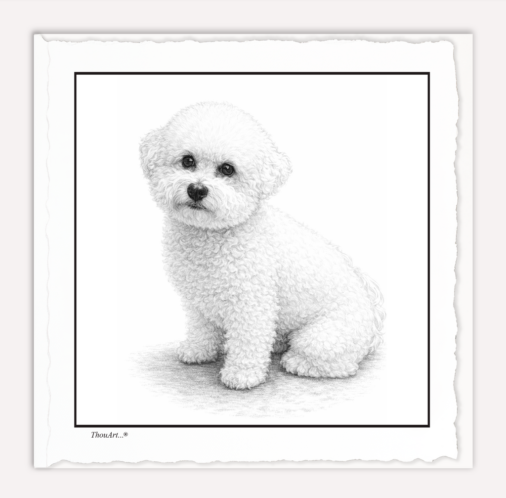 Bichon Frise