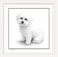 Bichon Frise