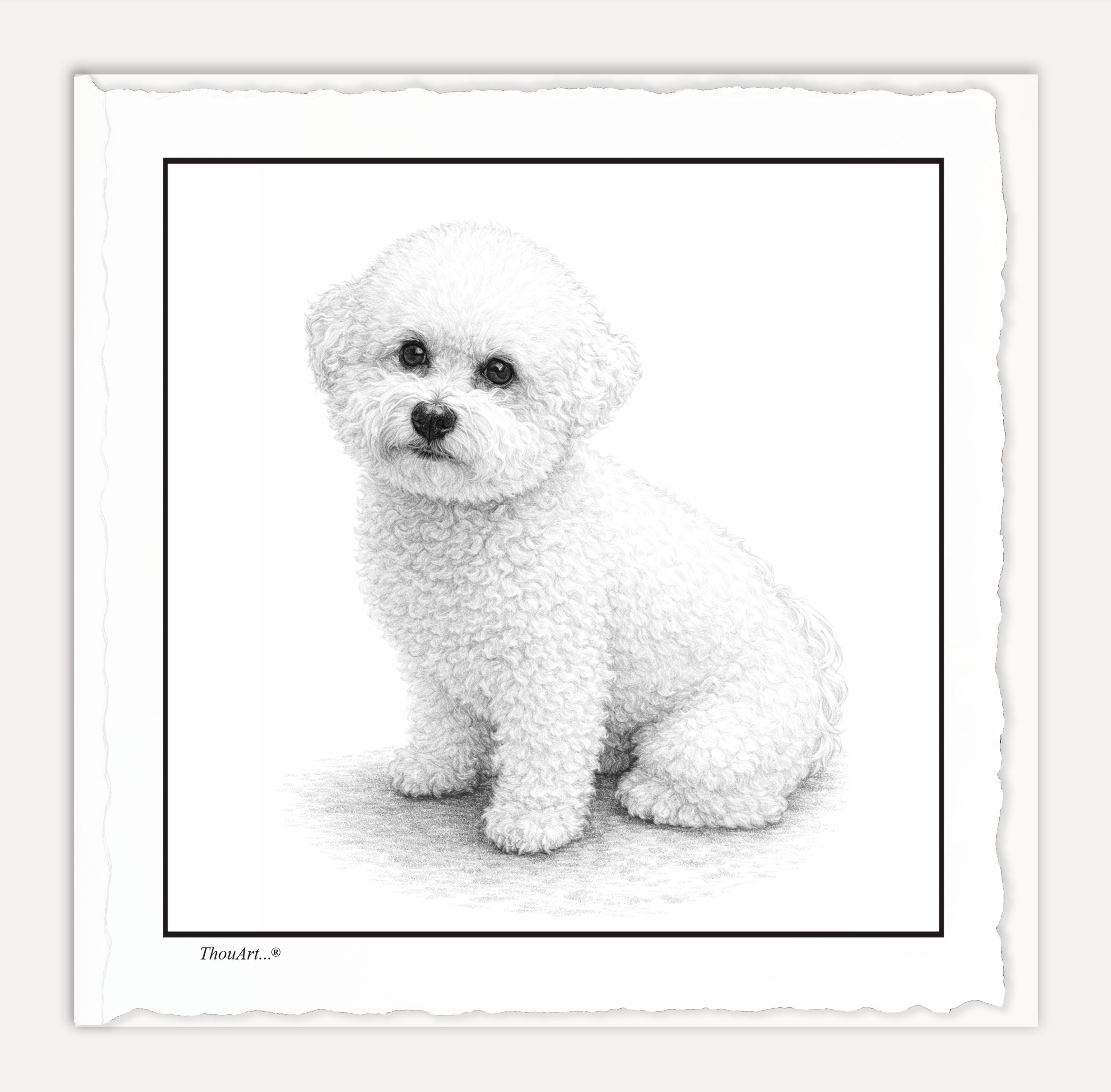 Bichon Frise