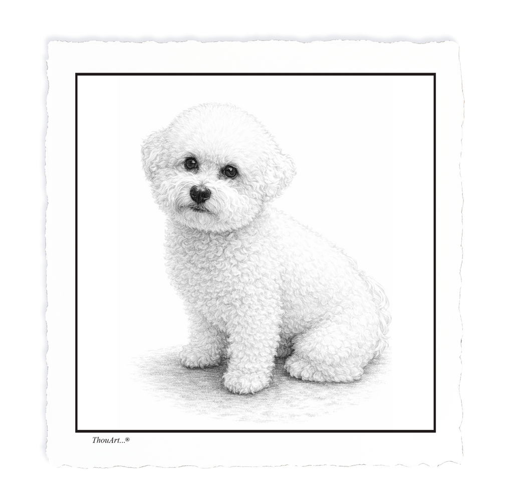 Bichon Frise