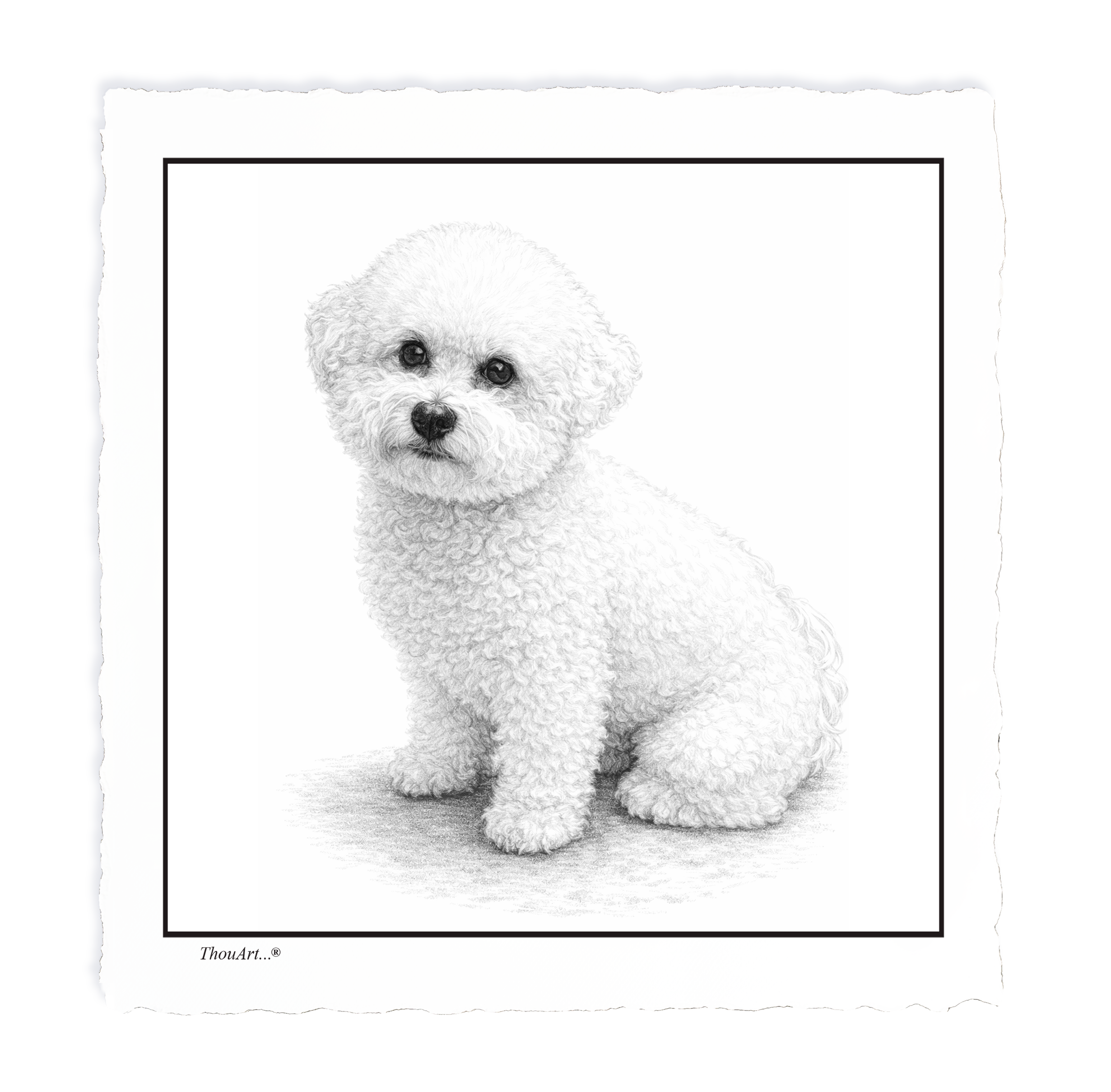 Bichon Frise