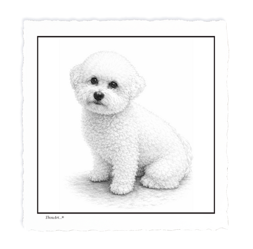 Bichon Frise