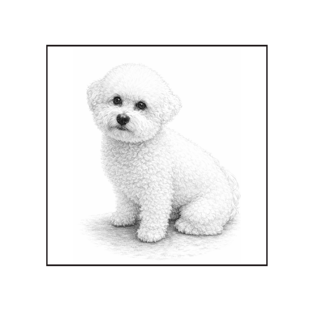 Bichon Frise