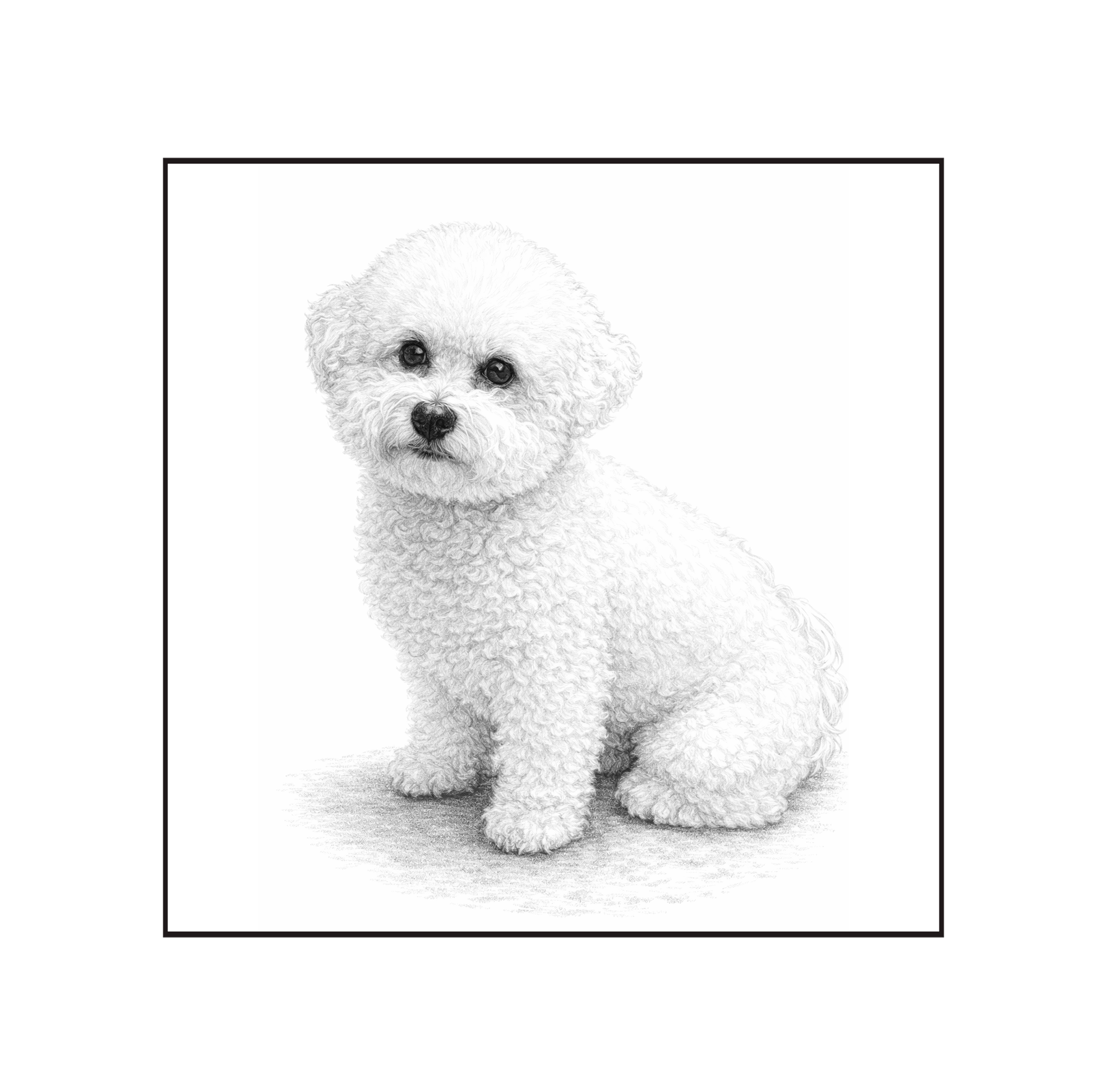 Bichon Frise
