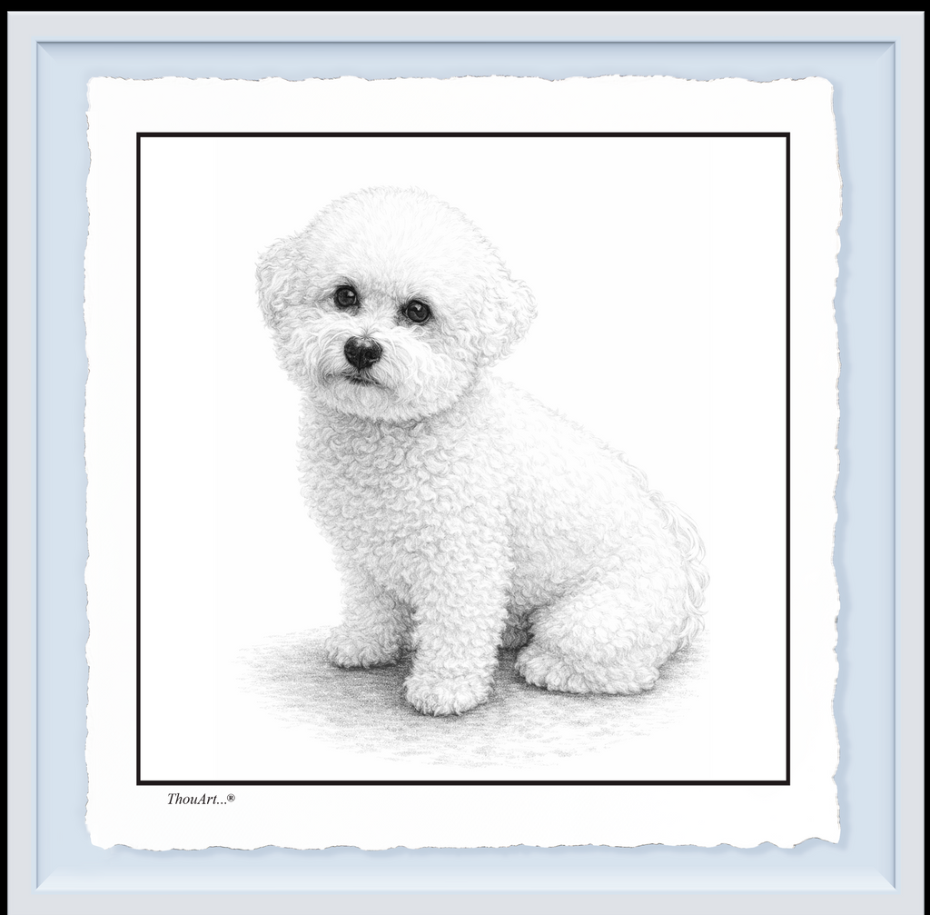 Bichon Frise
