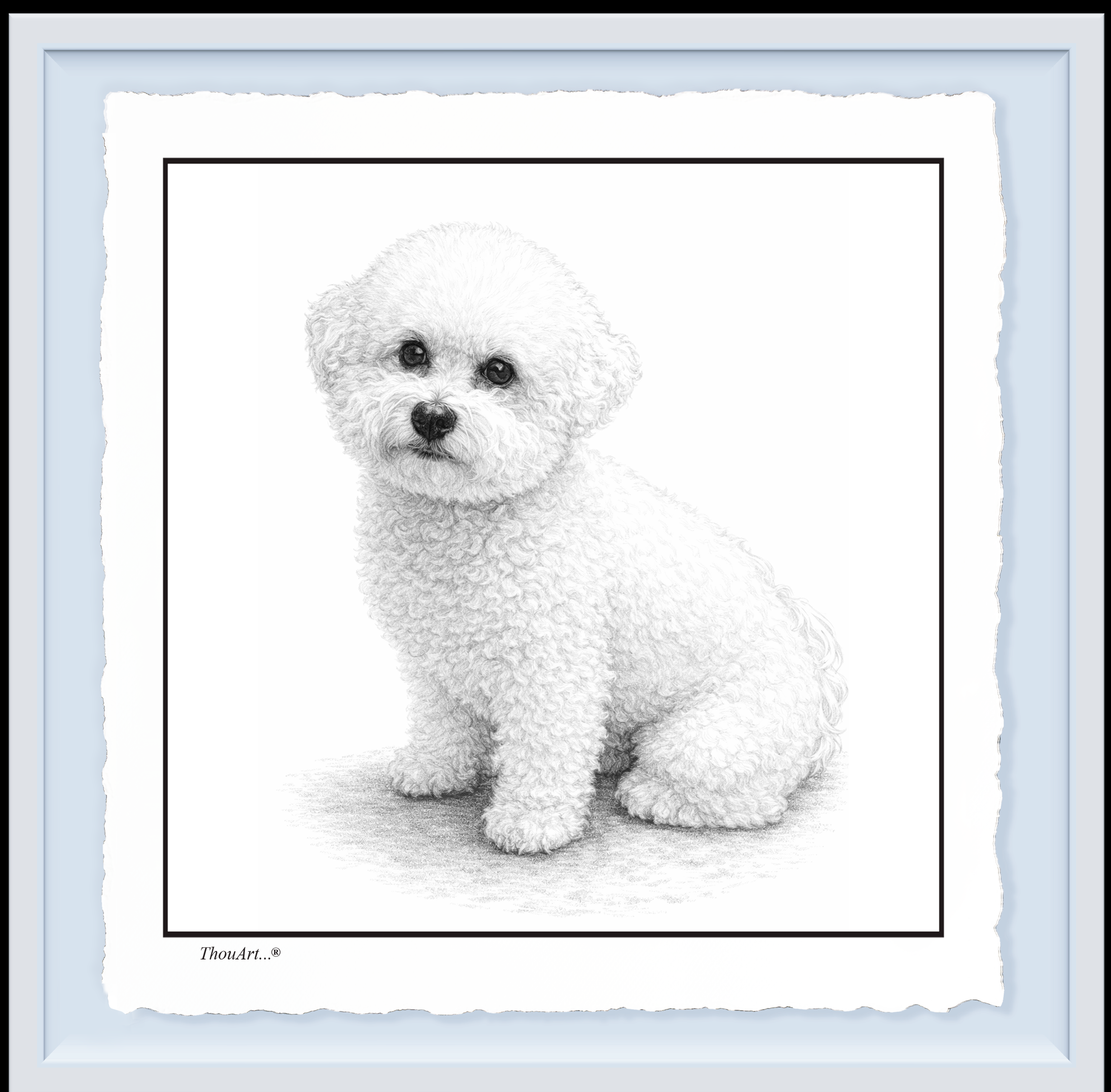 Bichon Frise