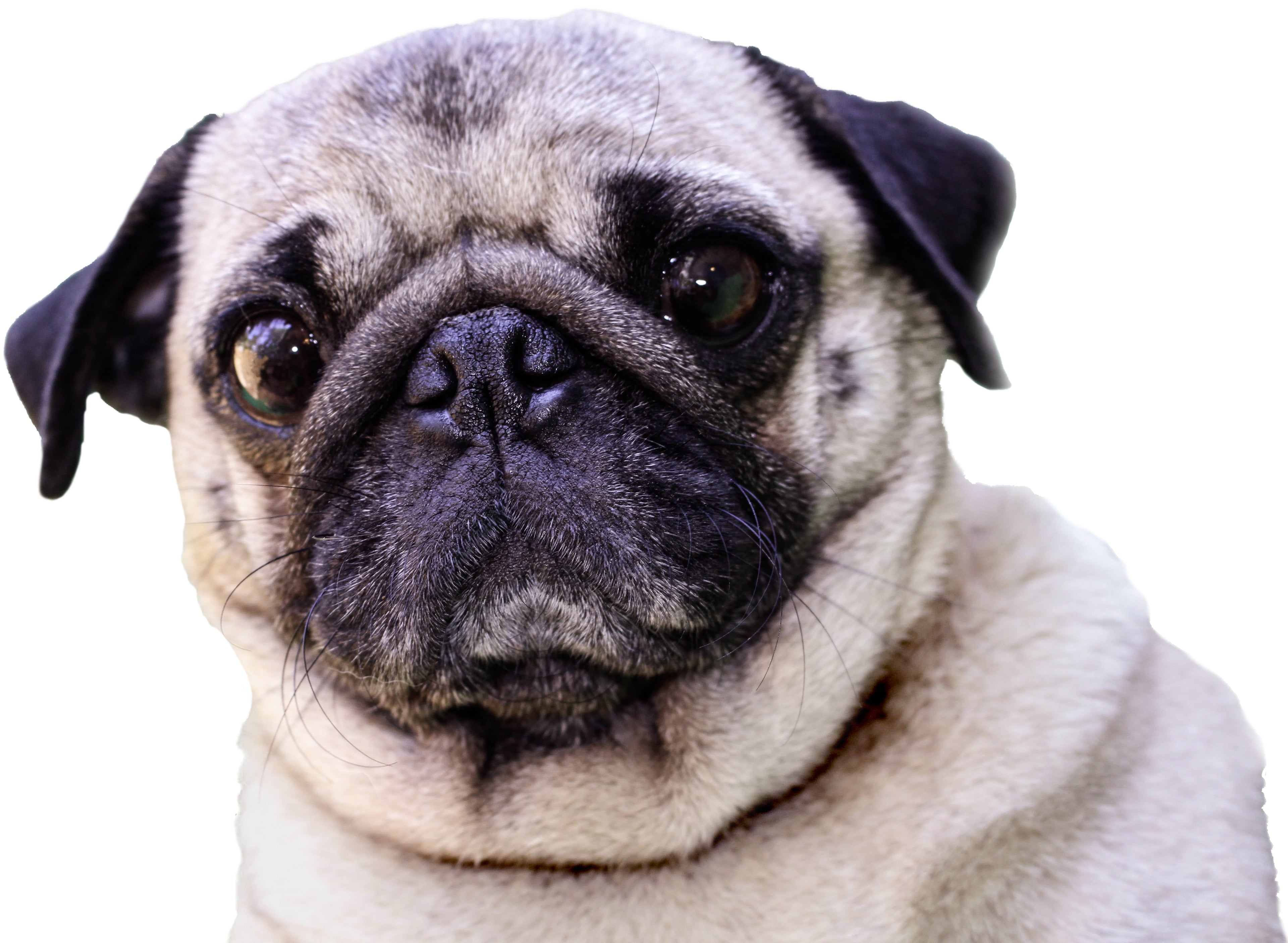 Pug