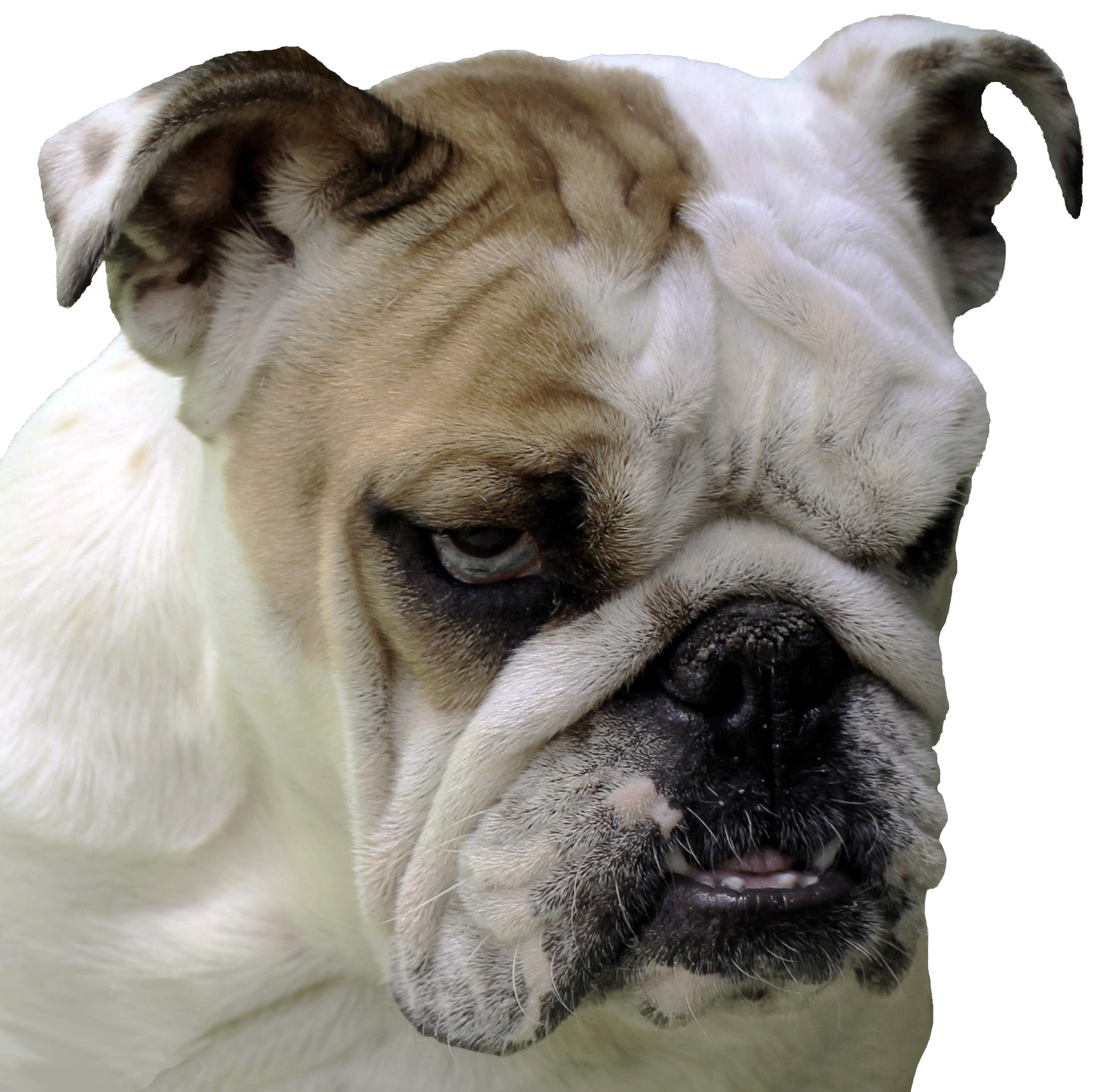 English Bulldog