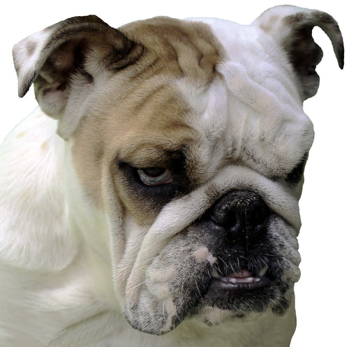 English Bulldog