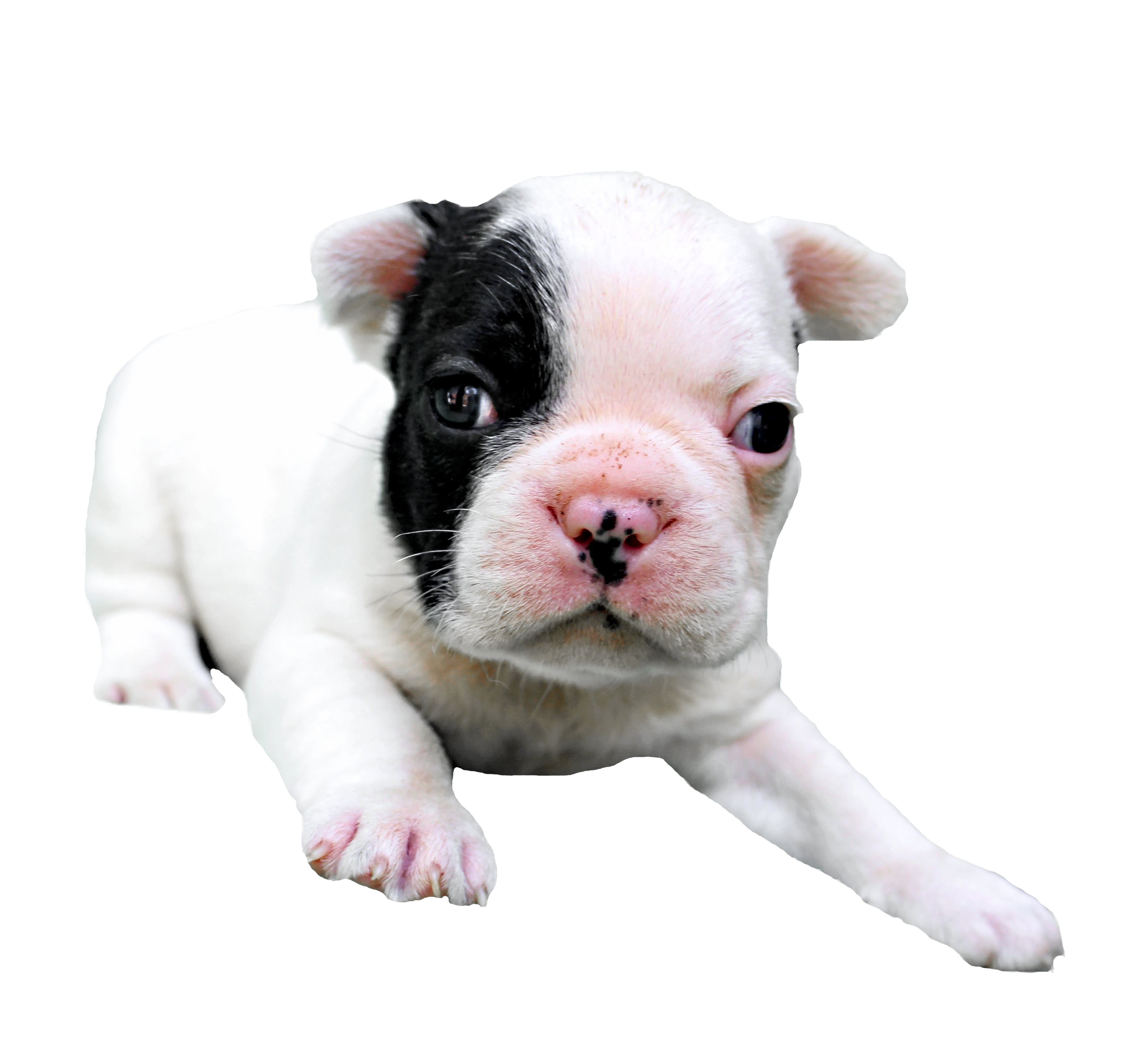 French Bulldog Puppy