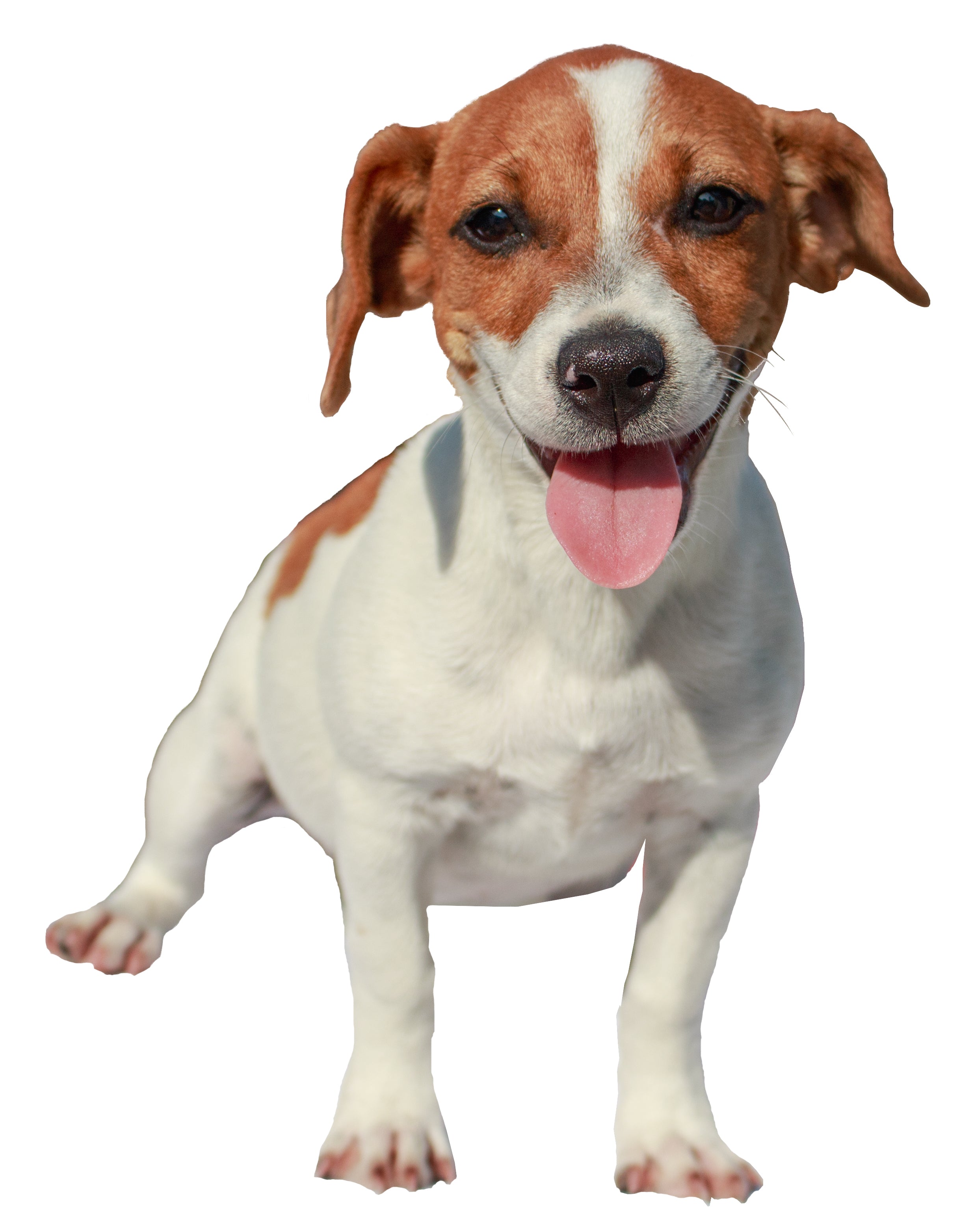 Jack Russell