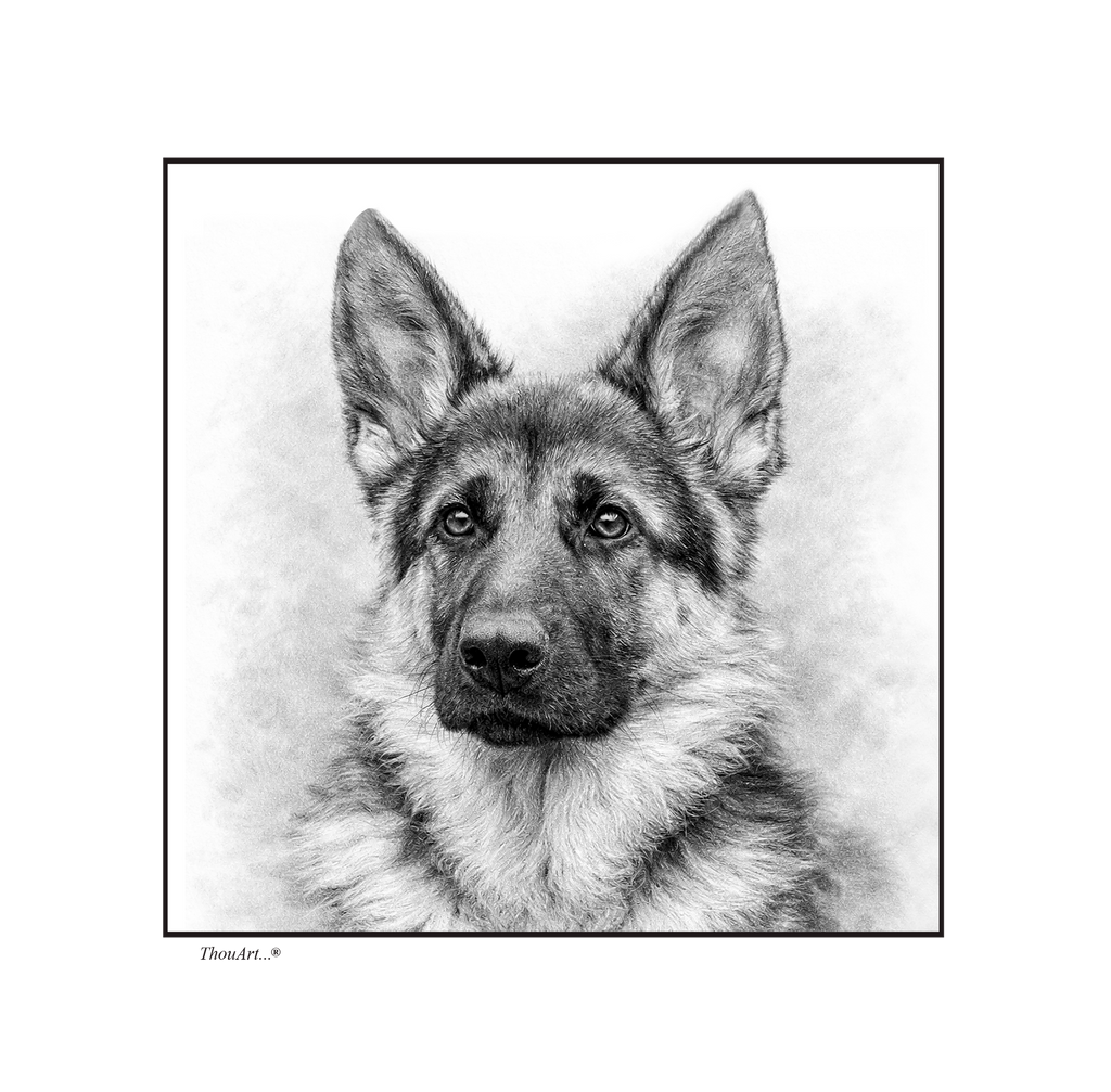 German Shepard