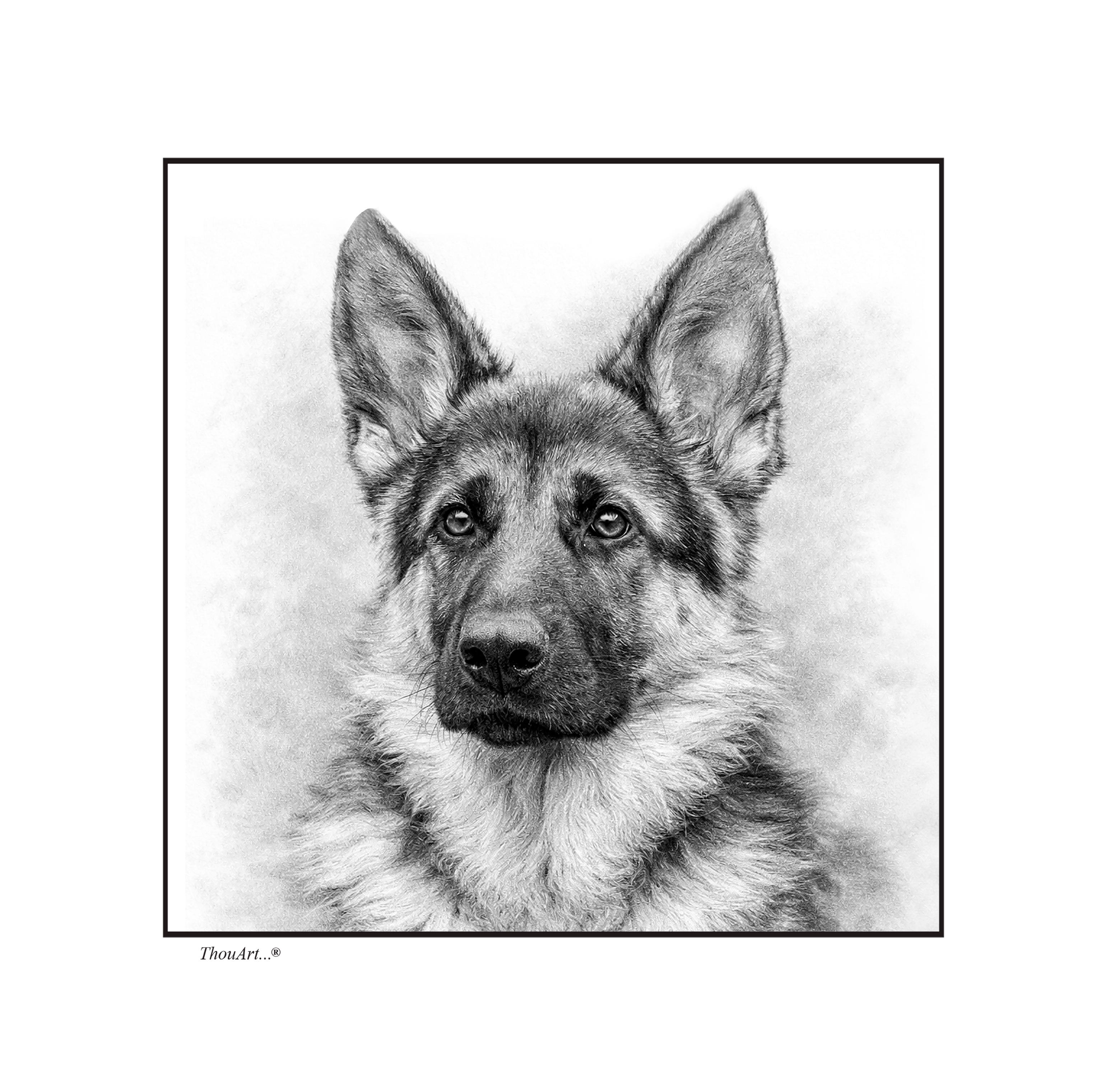 German Shepard