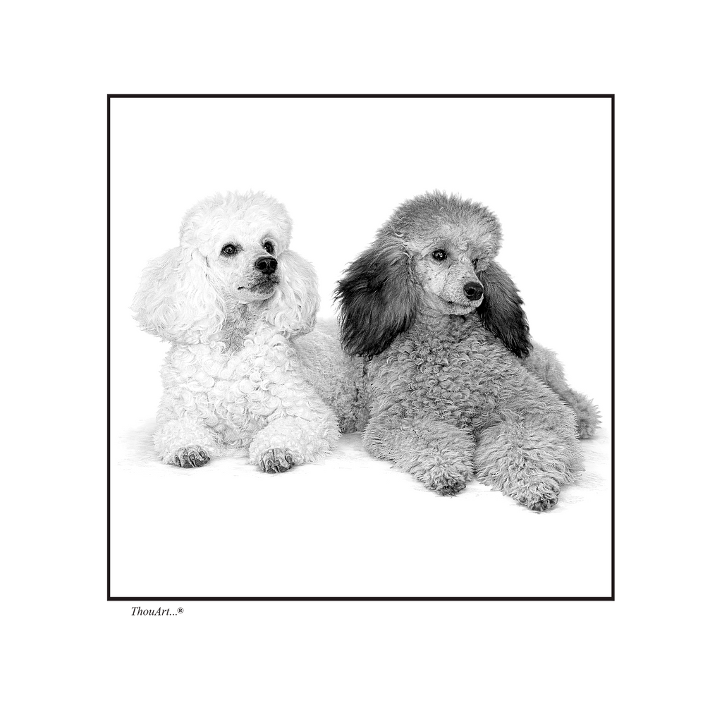 POODLES